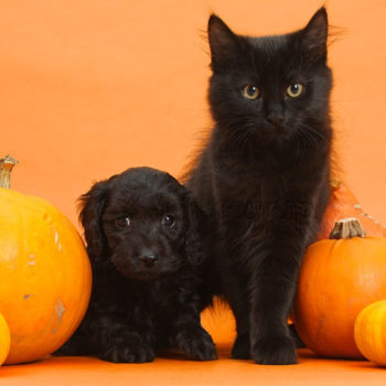 Spécial Halloween : 10 bienfaits de la citrouille pour vos chiens et chats