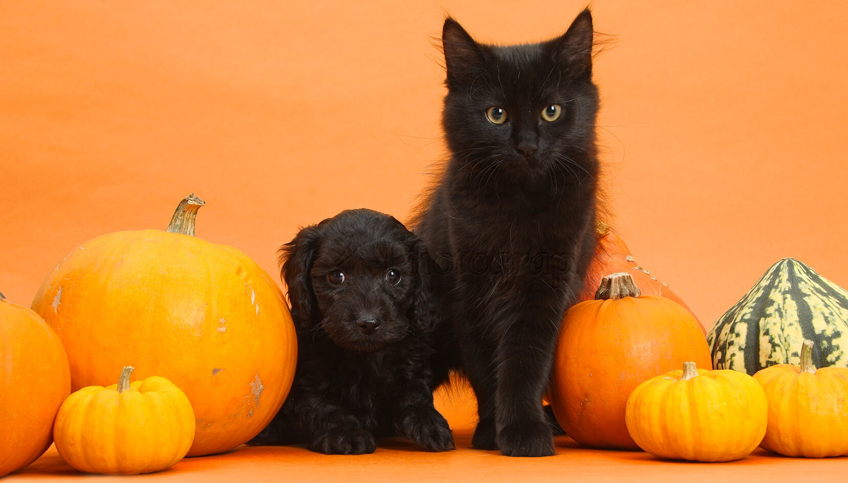 citrouille chien et chat pour halloween