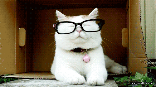 chat avec des lunettes