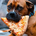 Lire la suite à propos de l’article Une recette de Pizza pour chiens