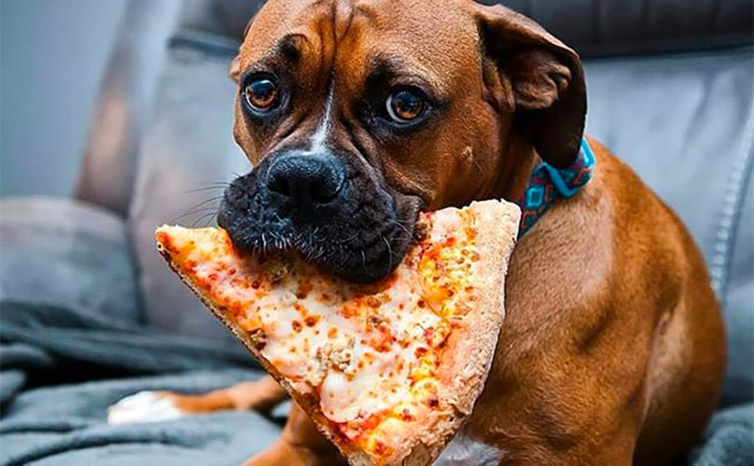 Recette de mini pizza pour chiens