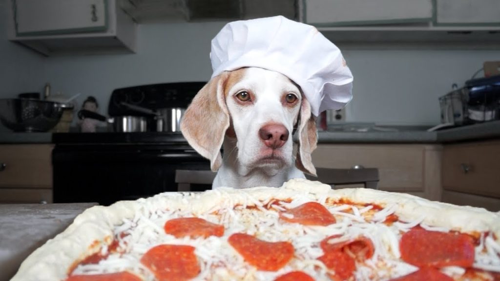 Recette pizza pour chien