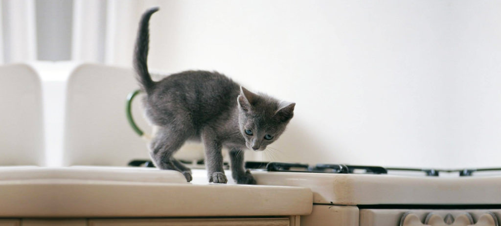 chat qui grimpe partout