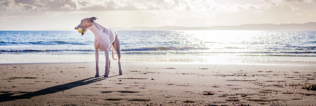 Chien à la plage, dangers et conseils pour les sorties plage