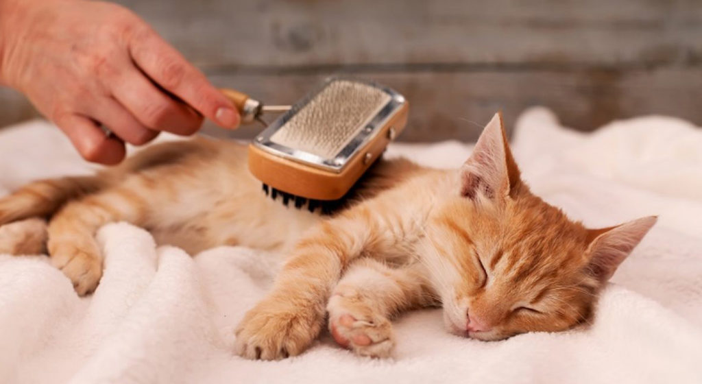Soin pelage chat