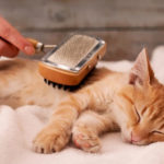 Lire la suite à propos de l’article Prendre soin du pelage de son chat