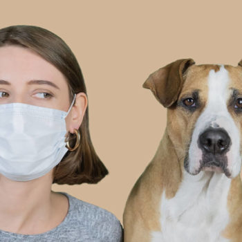 Coronavirus avec vos chiens et chats : Les bons gestes à adopter durant le confinement