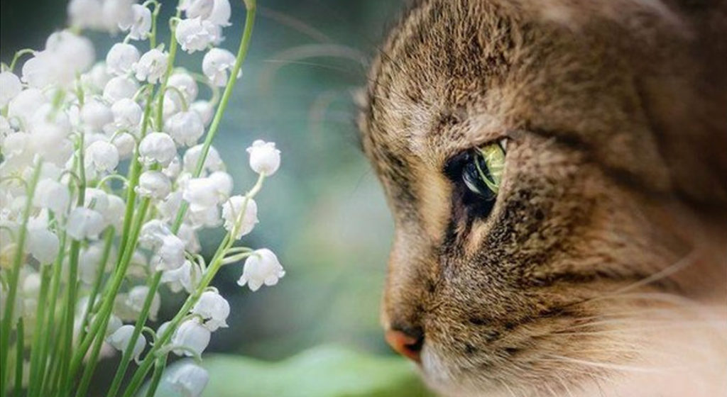 muguet toxique chat chien