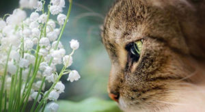 muguet toxique chat chien