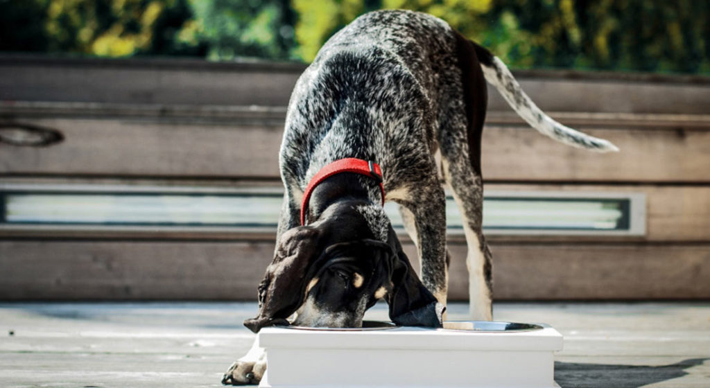 la meilleure alimentation pour vos chiens
