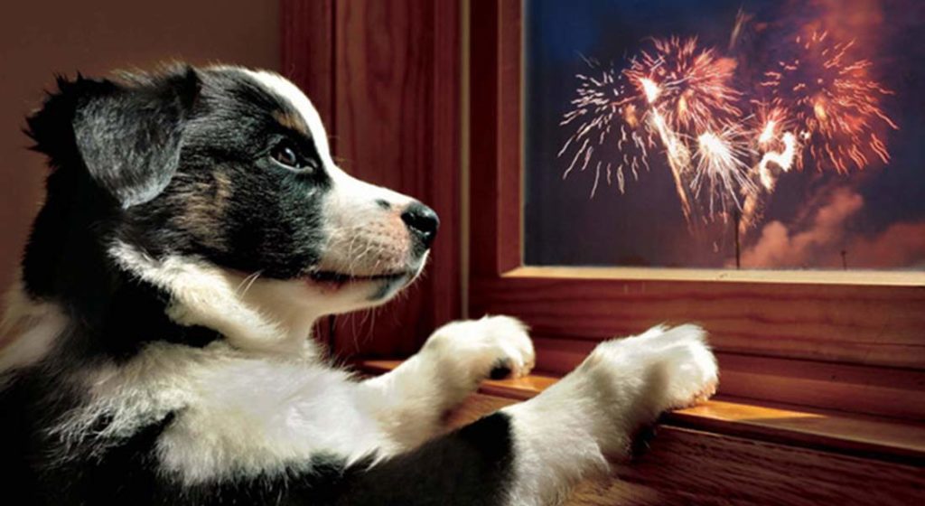 feu d'artifice chien et chat