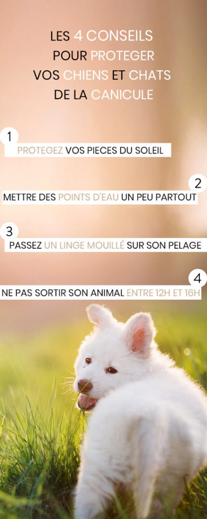 consils canicule chien chat