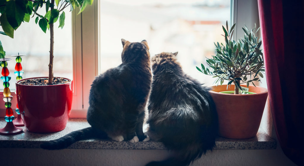 deuxieme chat comment cohabiter dans la meme maison