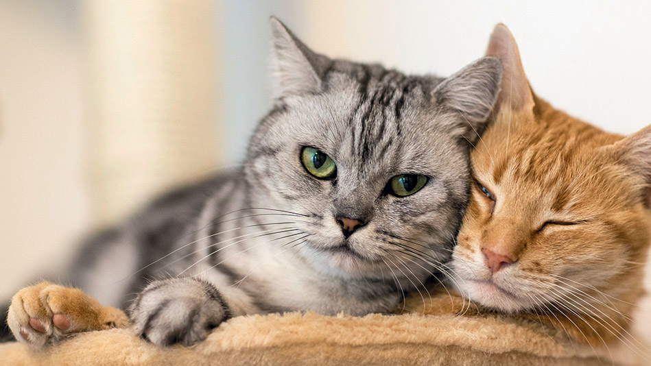 deuxieme-chat-cohabitation