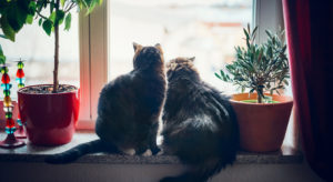 Lire la suite à propos de l’article Accueillir un deuxième chat chez soi : nos conseils