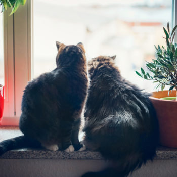 Accueillir un deuxième chat chez soi : nos conseils