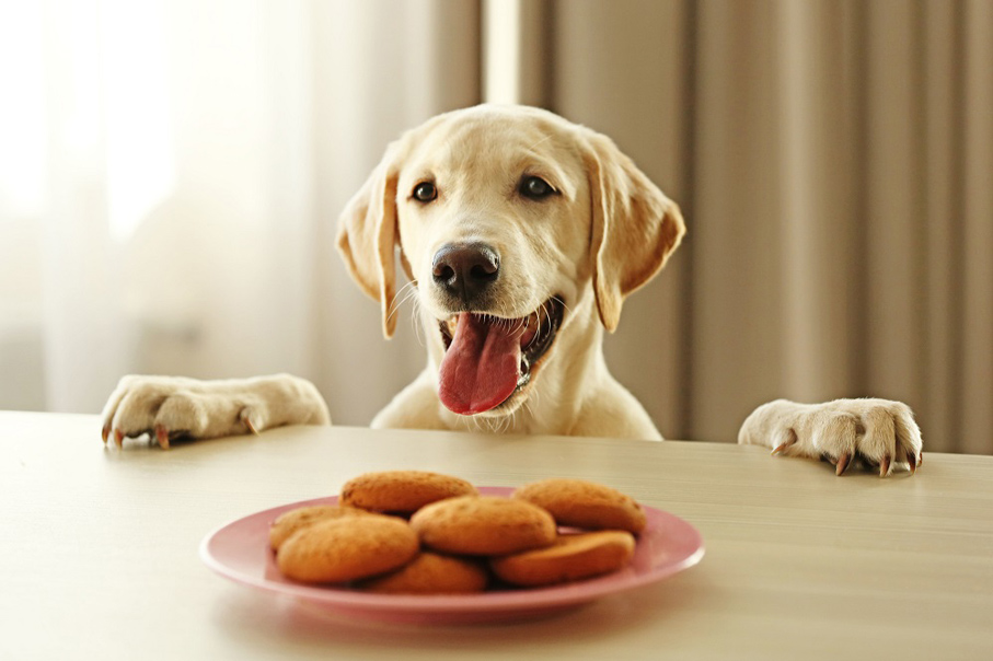 biscuir pour chien
