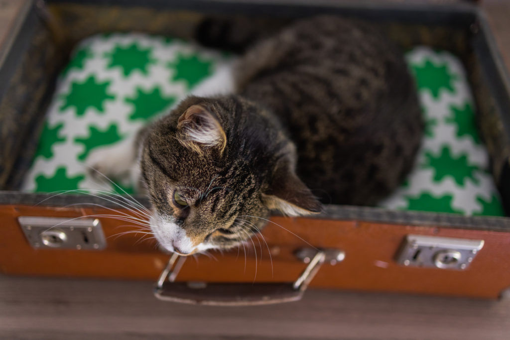 Voyager avec son chat