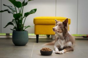 Lire la suite à propos de l’article Ration ménagère du chien: zéro risque et un max d’avantages