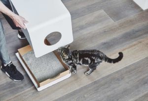 Lire la suite à propos de l’article Comment entretenir le bac à litière de votre chat ?