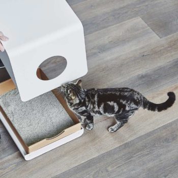 Comment entretenir le bac à litière de votre chat ?