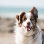 Lire la suite à propos de l’article Conseils pour offrir un espace réconfortant à votre chien