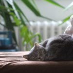 Lire la suite à propos de l’article Comment les chats montrent-ils leur amour ? 