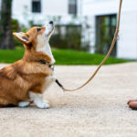 Lire la suite à propos de l’article Mon chien n’avance pas durant la balade, que faire pour y remédier ?