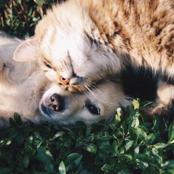 Comment contribuer à la bonne entente entre votre chien et votre chat ?
