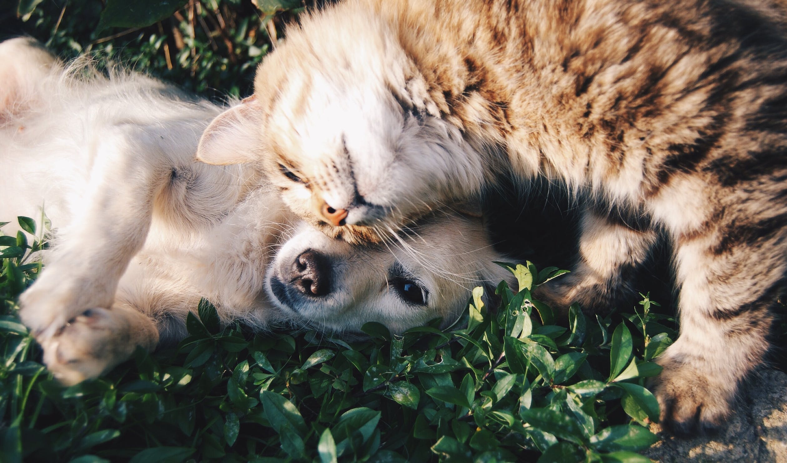 Chien et chat dans l'herbe
