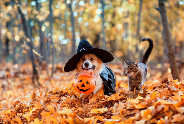 chien chat mignons halloween citrouille automne