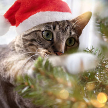 Comment faire mon sapin de Noël avec un chat à la maison ?